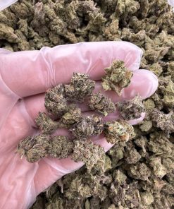gas berry strain