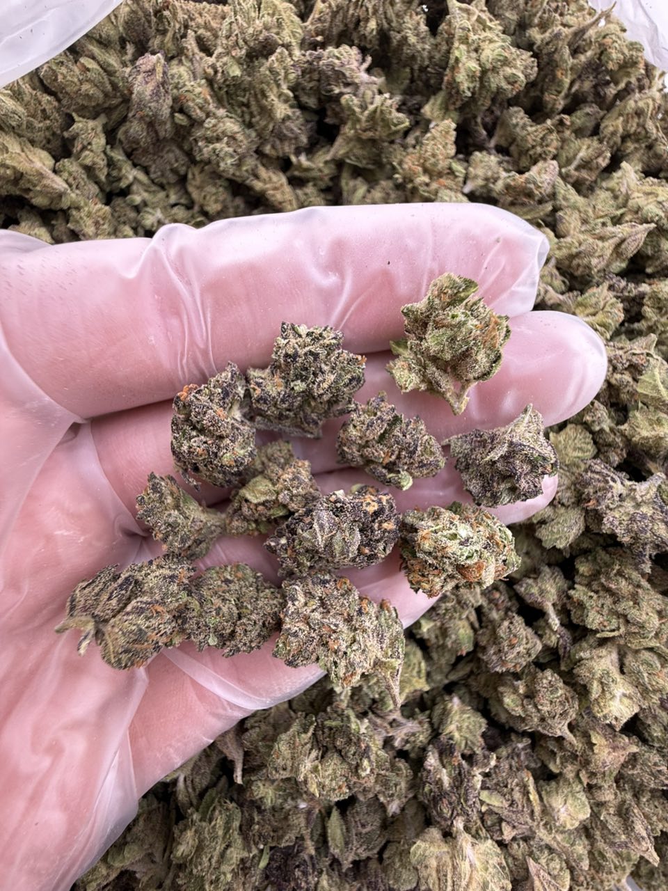 gas berry strain
