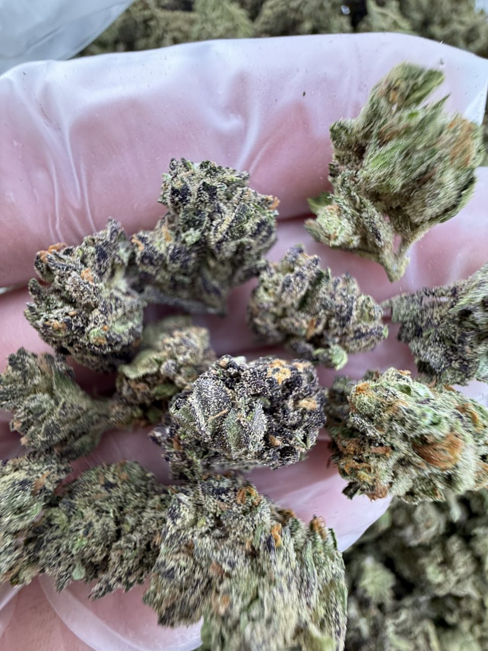gas berry strain