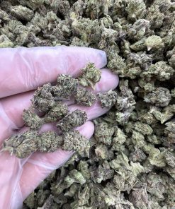 gas berry strain