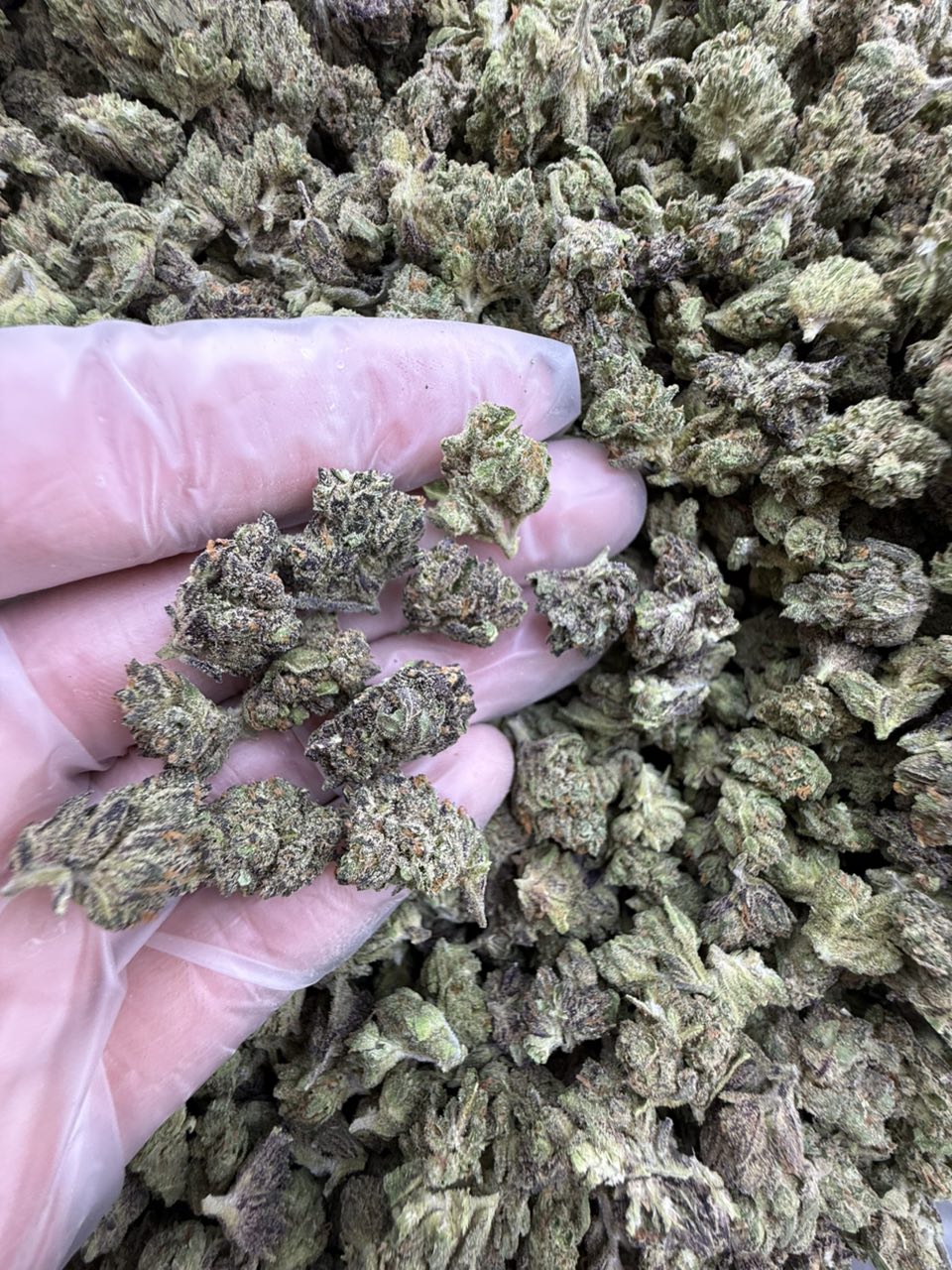 gas berry strain