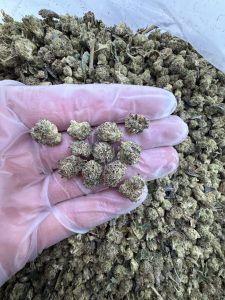 pink runtz strain