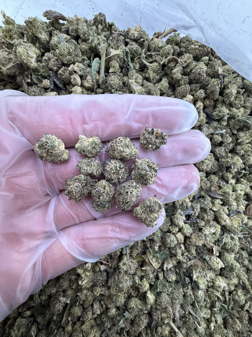 pink runtz strain