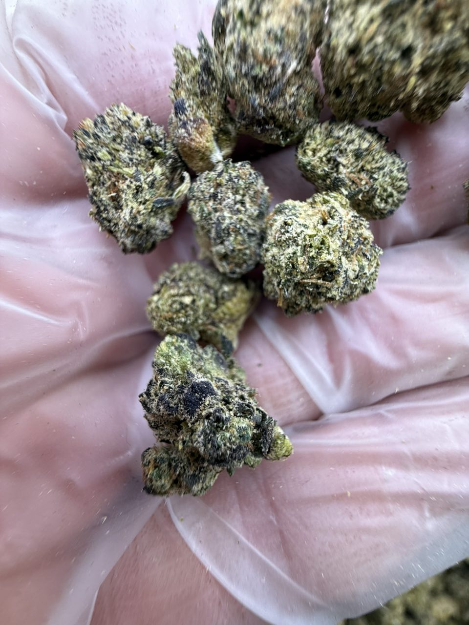 royal runtz strain