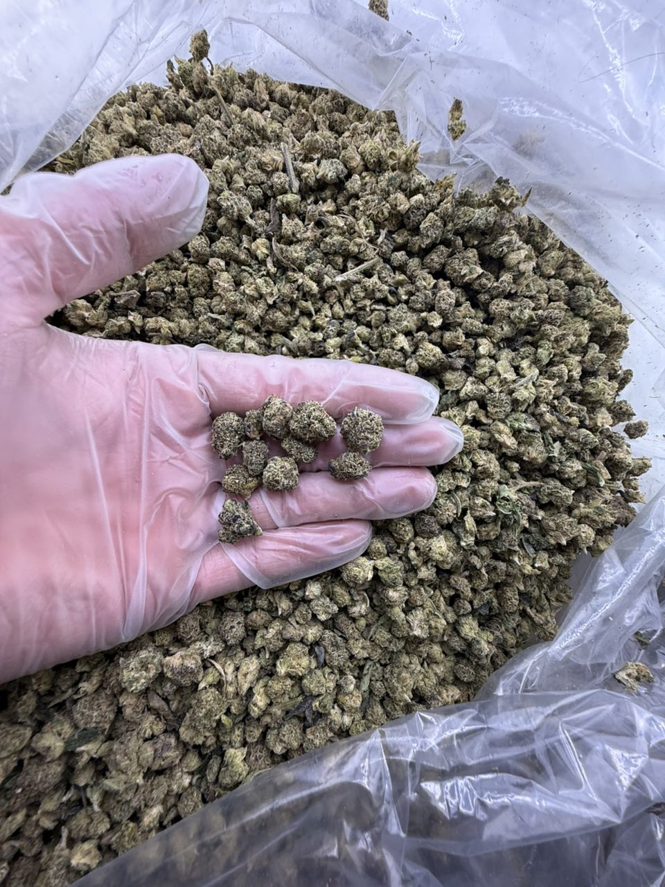 royal runtz strain