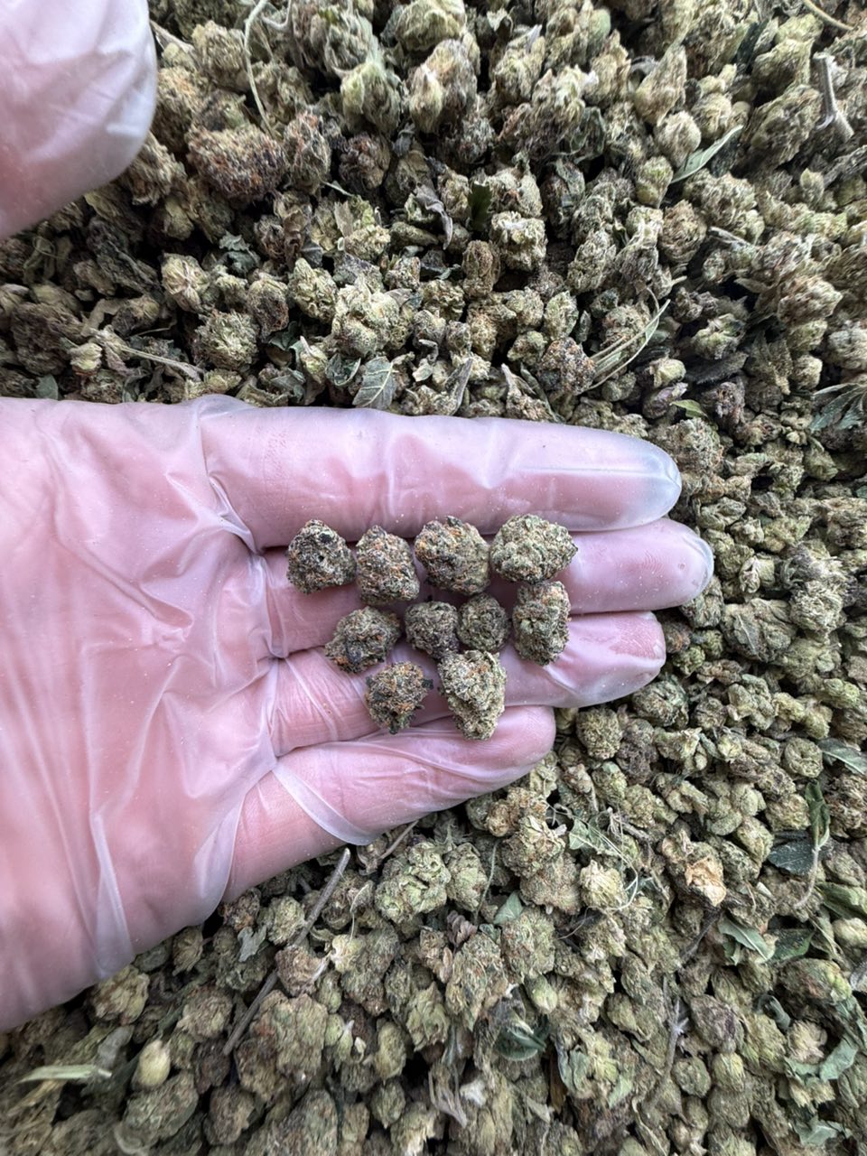 black diamond strain