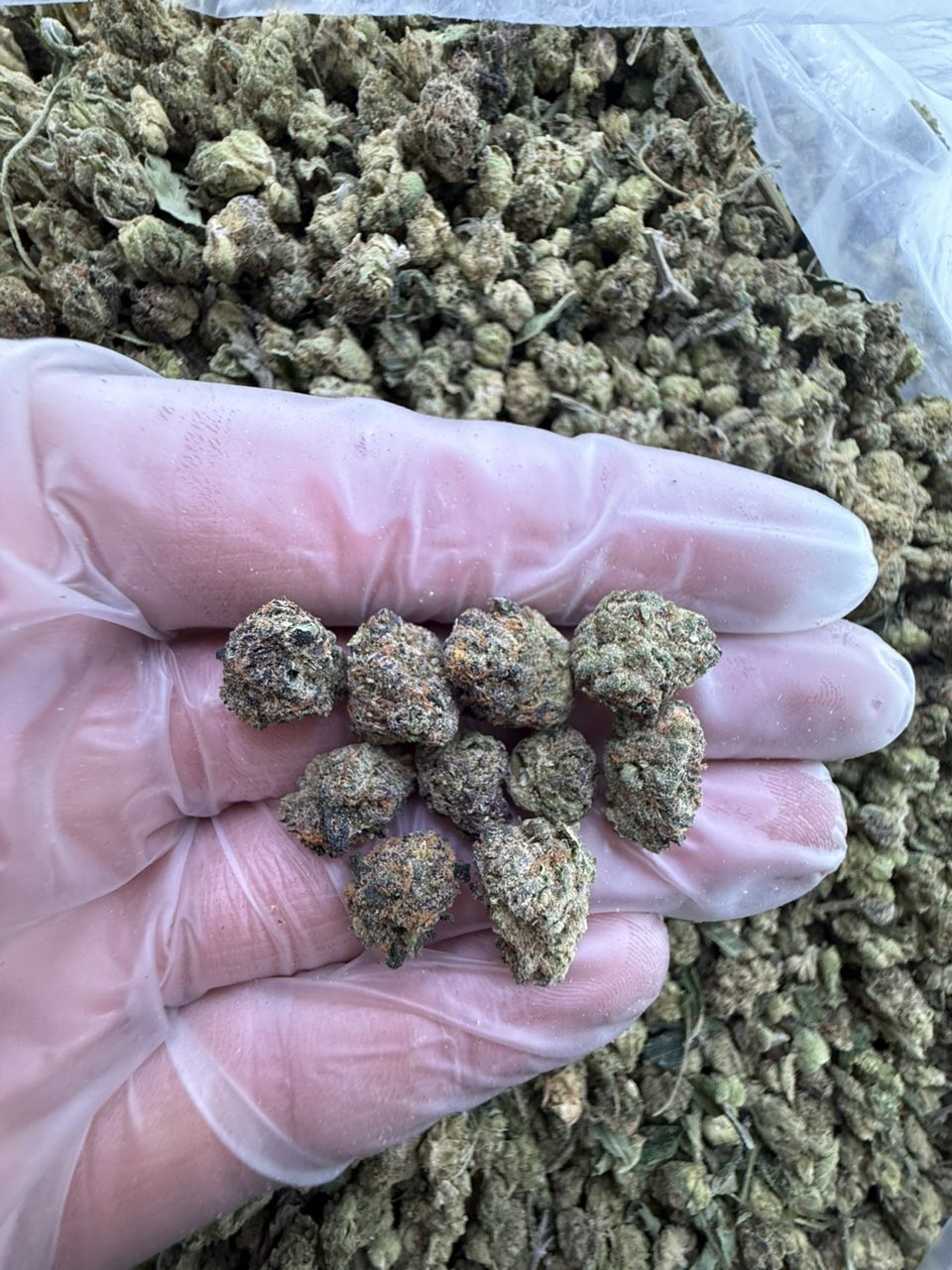 black diamond strain