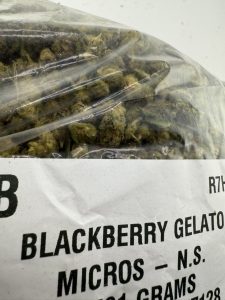 black berry gelato strain