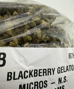 black berry gelato strain