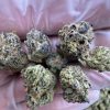 black berry gelato strain