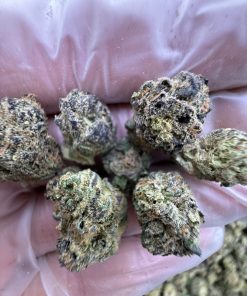 black berry gelato strain