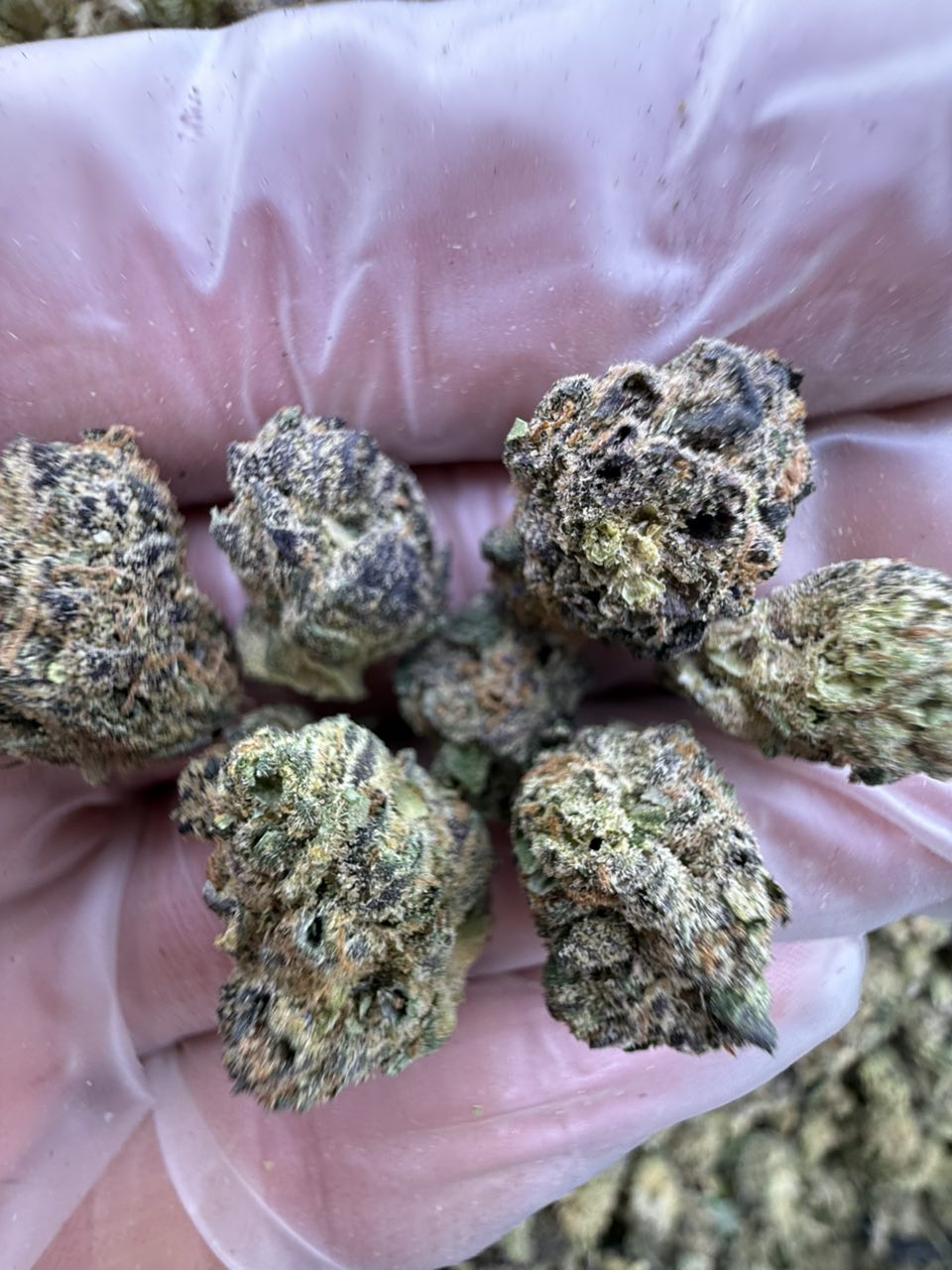 black berry gelato strain