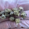 pop tarts strain