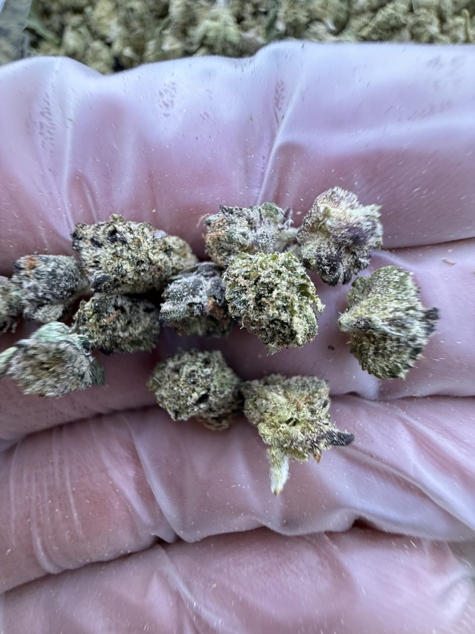 pop tarts strain