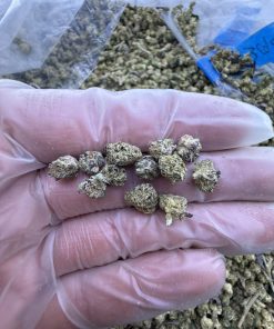 pop tarts strain