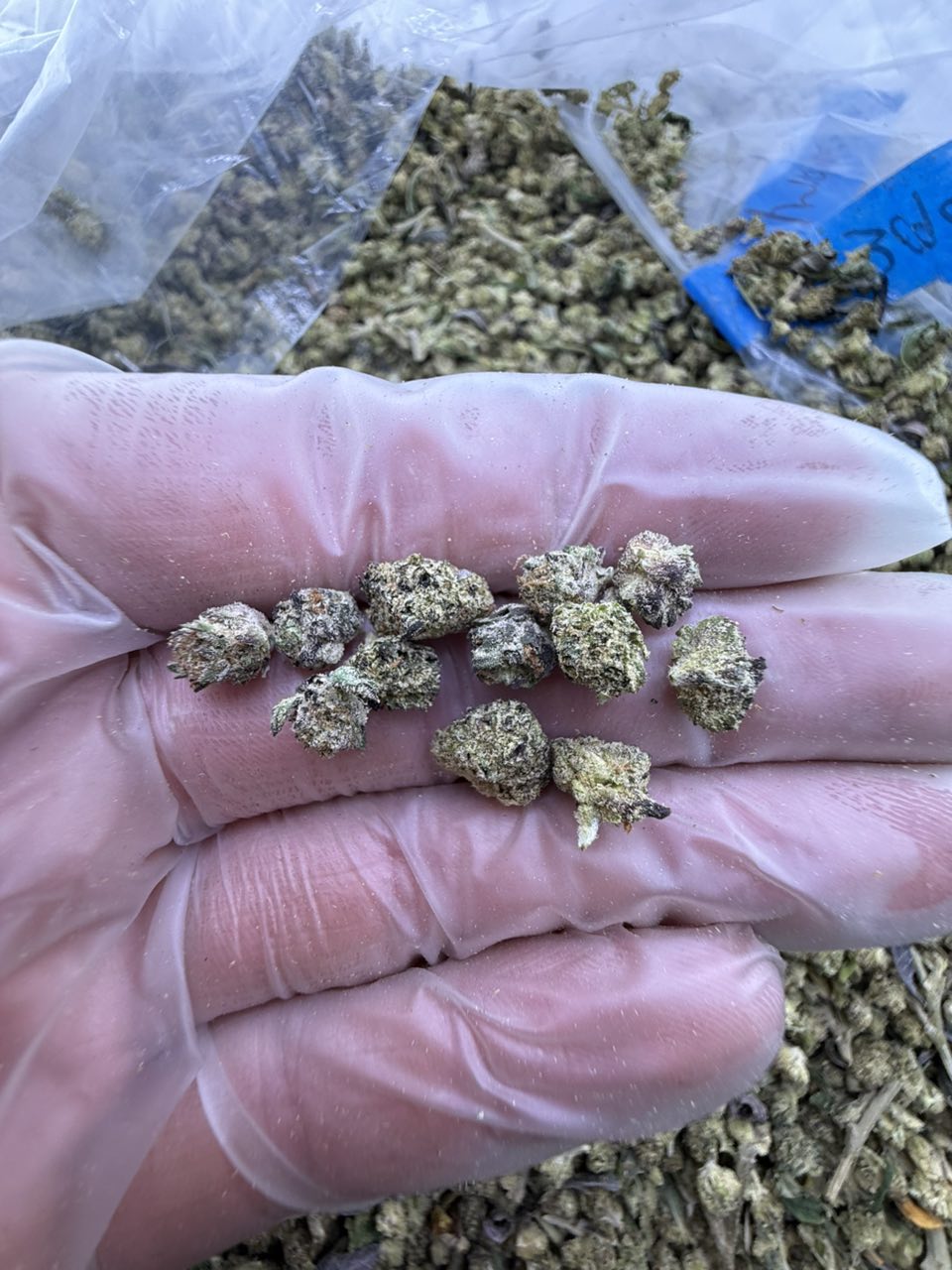 pop tarts strain