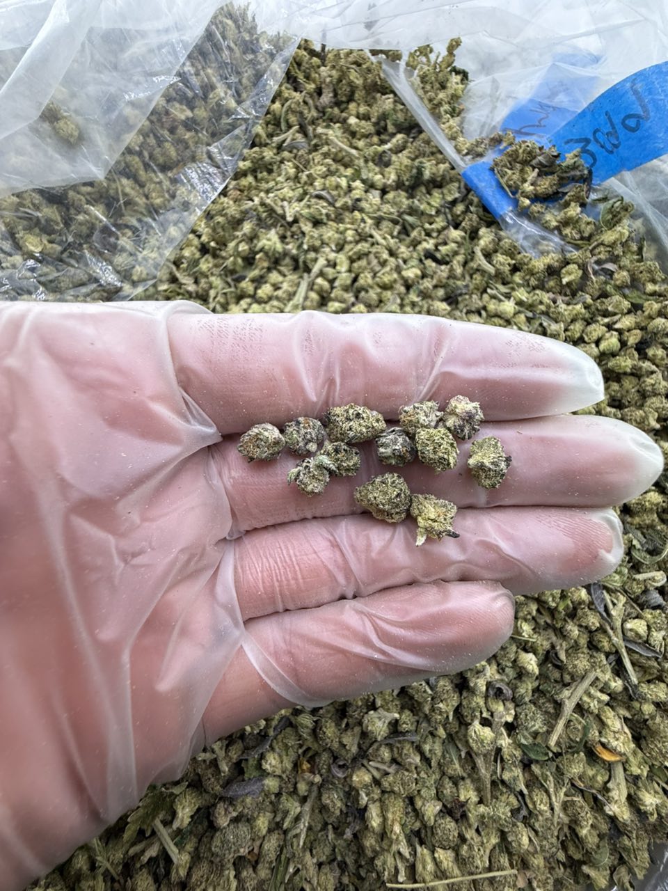 pop tarts strain